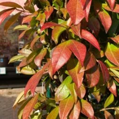 Trachelospermum Jasminoides Arch Trained Jasmine Climber 18Ltr Pot -Planters Kit Sales 5021768019641 2