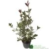 Photinia X Fraseri 'Pink Marble' Plant 80cm Tall (IT) -Planters Kit Sales 5021768024966