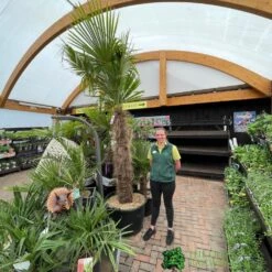 Trachycarpus Fortunei Chusan Palm Tree 3m Tall -Planters Kit Sales 5021768025277 3