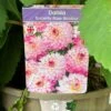 Dahlia 'Sincerity Rose Bicolour' 3Ltr Pot -Planters Kit Sales 5021768037188