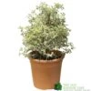 Pittosporum Tenuifolium 'Silver Queen' Plant 50cm Tal (IT) -Planters Kit Sales 5021768052945