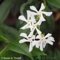 Trachelospermum Jasminoides Climber On Frame Size 90x140cm