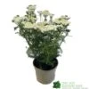 Achillea 'New Vintage White' 3Ltr Pot 1 Achillea 'New Vintage White' 3Ltr Pot -Planters Kit Sales 5021768059982