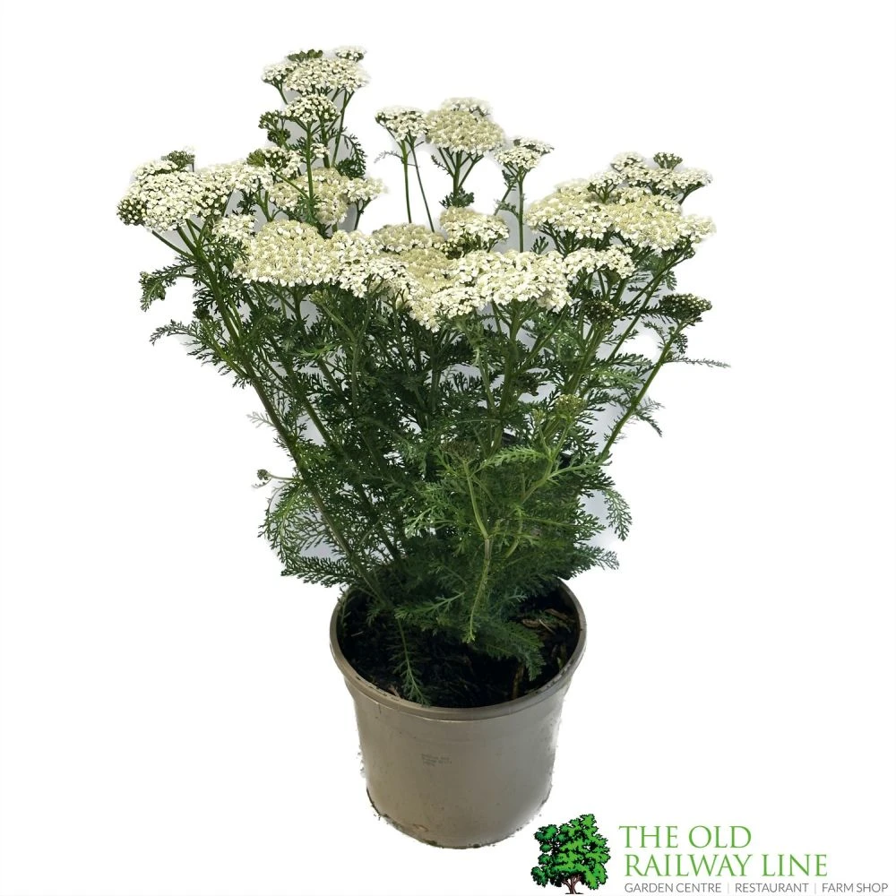 Achillea 'New Vintage White' 3Ltr Pot 3 Achillea 'New Vintage White' 3Ltr Pot