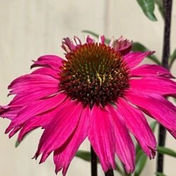 Echinacea 'Sensation Pink' Plant 2 Ltr Pot -Planters Kit Sales 5021768069202 3