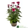 Echinacea 'Sensation Pink' Plant 2 Ltr Pot 1 Echinacea 'Sensation Pink' Plant 2 Ltr Pot -Planters Kit Sales 5021768069202 9c267101 cf06 4299 acb6 0db8f65e2aec