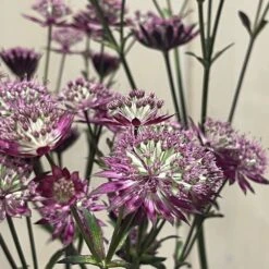 Astrantia 'Star Of Love' Plant 3 Ltr 7 Astrantia 'Star Of Love' Plant 3 Ltr -Planters Kit Sales 5021768072080 3