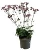 Astrantia 'Star Of Love' Plant 3 Ltr -Planters Kit Sales 5021768072080 d7831a1a 7c31 43d0 b3be b6538da1e21b