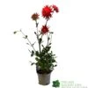 Dahlia 'Karma Red Corona' 3Ltr Pot -Planters Kit Sales 5021768079263