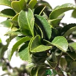 Euonymus Japonicus 'Benkomasaki' 40cm Tall (IT) -Planters Kit Sales 5021768087787 3