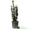 Euonymus Japonicus 'Benkomasaki' 40cm Tall (IT) -Planters Kit Sales 5021768087787 6f18793a 5e1c 48d9 9380 1f6614cb3354