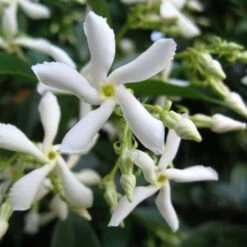 Trachelospermum Jasminoides 'Star Jasmine' Tripod Climber 120cm Tall (IT) -Planters Kit Sales 5021768087930 2 e192d392 7a65 4b82 b30c 4daa1dd0ffc3