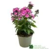 Phlox 'Sweet Summer Rose' 3Ltr Pot -Planters Kit Sales 5021768099681