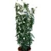 Jasminum Officinale 'Clotted Cream' Jasmine Climber On Trellis 20 Ltr Pot -Planters Kit Sales 5021768099698 b819f48d 901c 45ea b5cc 9495cba2dfed