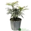 Mahonia 'Narihira' Plant 30cm Tall (IT) -Planters Kit Sales 5021768102206 2a35b1b3 029e 4c5f a7a8 5c93775bfc98