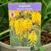 Kniphofia 'Banana Popsicle' 3Ltr Pot -Planters Kit Sales 5021768102695