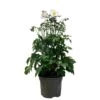 Anemone 'Elfin Swan' 2Ltr Pot -Planters Kit Sales 5021768111529