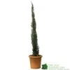 Cupressus Sempervirens 'Totem' Conifer 80cm Tall (IT) -Planters Kit Sales 5021768116425 efad9836 0403 4193 922a 86d516d18e3a