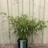 Fargesia Robusta 'Pingwu' Bamboo Plant 9 Ltr 2 Fargesia Robusta 'Pingwu' Bamboo Plant 9 Ltr -Planters Kit Sales 5021768116609 5e54cbec c42e 4503 a6c5 676294f59d3c
