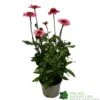 Echinacea 'Delicious Candy' 3Ltr Pot -Planters Kit Sales 5021768118924