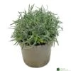 Ficinia 'Ice Crystal' 2Ltr Pot -Planters Kit Sales 5021768119242