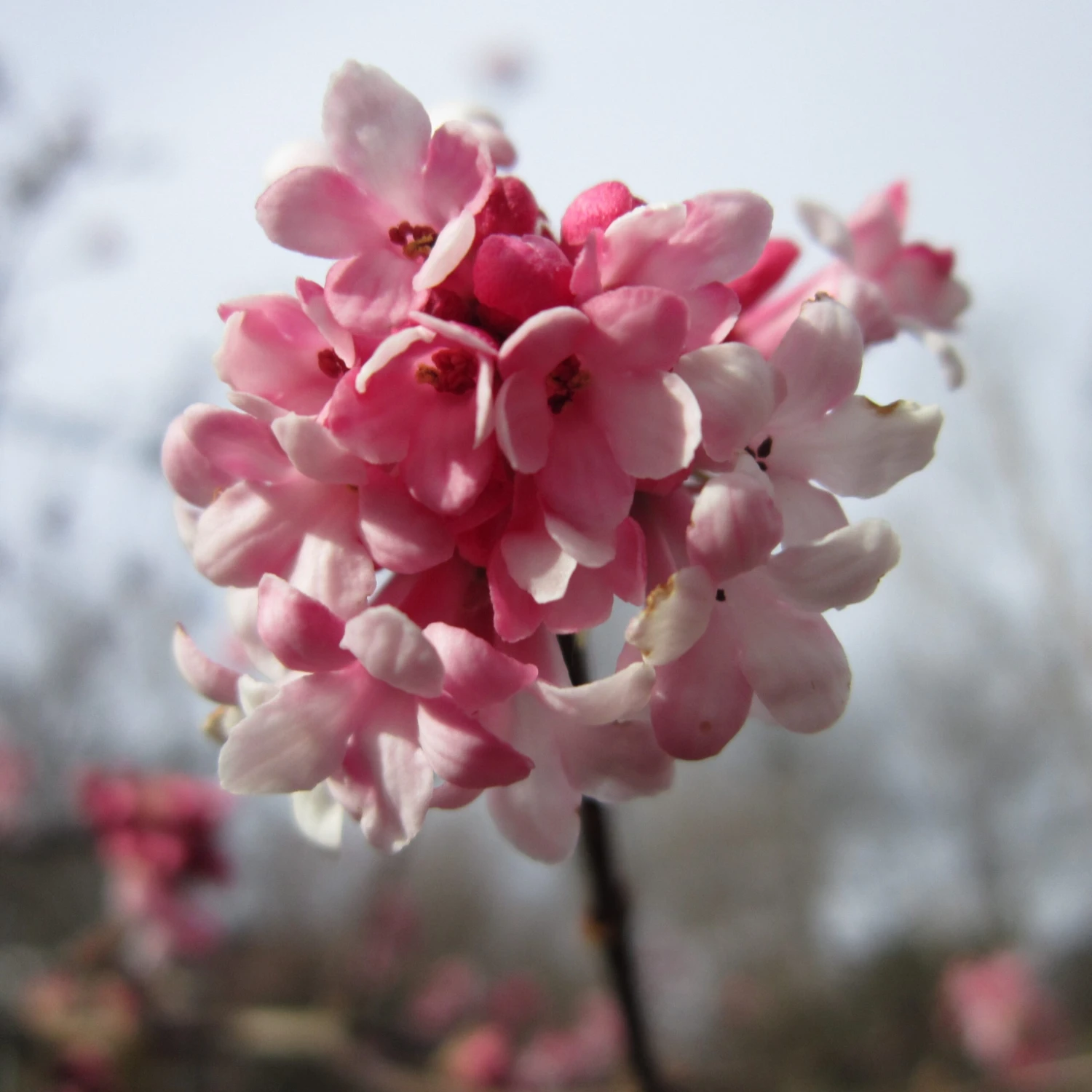 Viburnum Bodnantense 'Dawn' Plant 10Ltr 3 Viburnum Bodnantense 'Dawn' Plant 10Ltr
