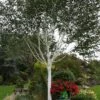 Betula 'Jacquemontii' White Birch Multistem 1.5m Tall (IT) 2 Betula 'Jacquemontii' White Birch Multistem 1.5m Tall (IT) -Planters Kit Sales 5021768138939