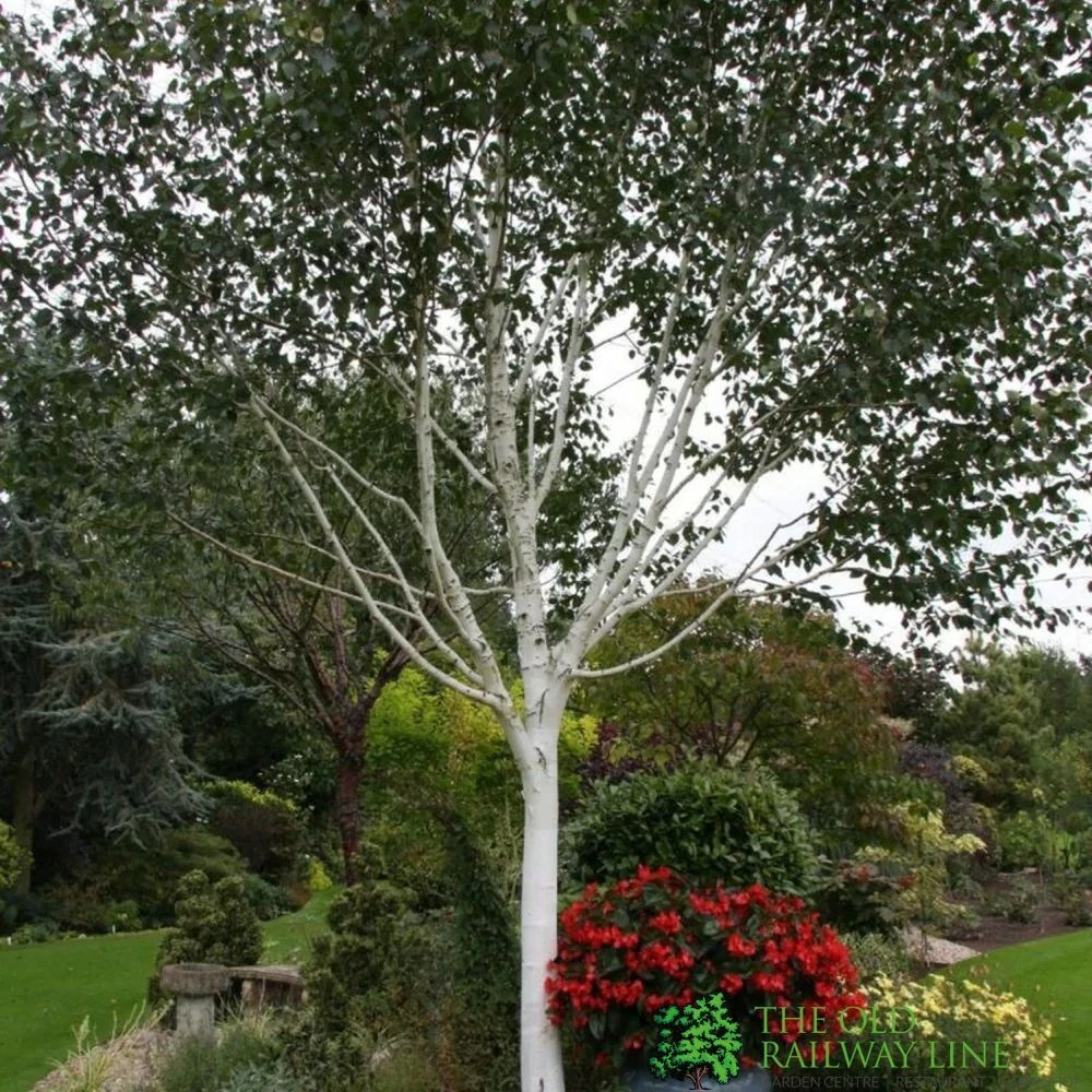 Betula 'Jacquemontii' White Birch Multistem 1.5m Tall (IT) 3 Betula 'Jacquemontii' White Birch Multistem 1.5m Tall (IT)