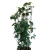 Parthenocissus Quinquefolia Virginia Creeper Climber 20 Ltr Pot -Planters Kit Sales 5021768147269 16b9ba73 7f45 45ed 8b5b be8ee02b632c