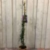 Trachelospermum Asiaticum 'Pink Showers' Climber 1m Tall (IT) 1 Trachelospermum Asiaticum 'Pink Showers' Climber 1m Tall (IT) -Planters Kit Sales 5021768148280 6df0581f e8cb 43c2 bb59 191ddfd9f110