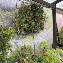 Photinia X Fraseri 'Red Robin' Pleached Form 2m Tall 7 Photinia X Fraseri 'Red Robin' Pleached Form 2m Tall -Planters Kit Sales 5021768148341 3