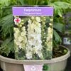 Delphinium 'Delgenius Neva' 3Ltr Pot -Planters Kit Sales 5021768164310
