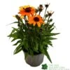 Echinacea 'Sunseekers Clementine' 3Ltr Pot 1 Echinacea 'Sunseekers Clementine' 3Ltr Pot -Planters Kit Sales 5021768164761
