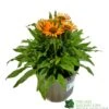 Echinacea 'Prima Saffron' 3Ltr Pot -Planters Kit Sales 5021768165874