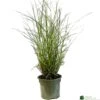 Miscanthus 'Sunlit Satin' 3Ltr Pot -Planters Kit Sales 5021768185056