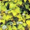 Physocarpus Opulifolius 'Angel Gold' Ninebark Plant 3Ltr Pot -Planters Kit Sales 5023242188591 2