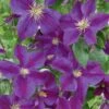 Clematis 'Star Of India' Climber 3 Ltr Pot -Planters Kit Sales 5025338001418