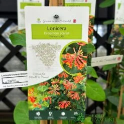 Lonicera 'Dropmore Scarlet' Honeysuckle Plant 3Ltr Pot