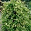 Honeysuckle 'Halls Prolific' Lonicera Japonica Climber 3Ltr Pot -Planters Kit Sales 5025338002200