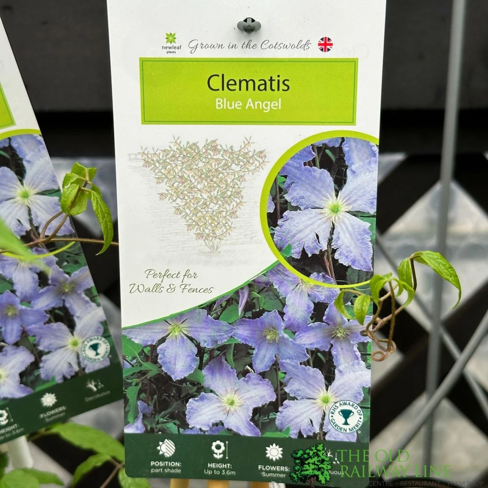 Clematis 'Blue Angel' Climber 2Ltr Pot 3 Clematis 'Blue Angel' Climber 2Ltr Pot
