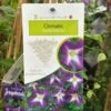 Clematis 'Little Bas' Climber 3Ltr Pot 1 Clematis 'Little Bas' Climber 3Ltr Pot -Planters Kit Sales 5025338005324
