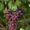 Grape 'Crimson Seedless' 3Ltr Pot -Planters Kit Sales 5025338005676