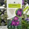 Clematis 'Night Veil' Climber 3Ltr Pot -Planters Kit Sales 5025338009056