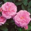David Austin 'The Mayflower' Pink English Rose 6Ltr Pot -Planters Kit Sales 5031825012904
