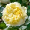 David Austin 'Charles Darwin' Yellow English Rose 6Ltr Pot 2 David Austin 'Charles Darwin' Yellow English Rose 6Ltr Pot -Planters Kit Sales 5031825015936 7f780bb1 f165 4e53 8a34 bdcaafd66cd6