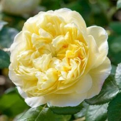 David Austin 'Charles Darwin' Yellow English Rose 6Ltr Pot