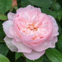 David Austin 'Gentle Hermione' Pink English Rose 6Ltr Pot -Planters Kit Sales 5031825016971 5