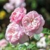 David Austin 'Gentle Hermione' Pink English Rose 6Ltr Pot -Planters Kit Sales 5031825016971 70f7597d 3b22 4ad1 86f0 fafd32a8e6d9
