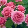 David Austin 'Princess Alexandra Of Kent' Bright Pink English Shrub Rose Plant 6Ltr Pot -Planters Kit Sales 5031825018364