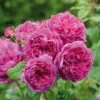 David Austin 'Young Lycidas' Pink English Shrub Rose 6Ltr Pot -Planters Kit Sales 5031825018999 47e89bfb ab58 498b ab1e dddf66db11d8